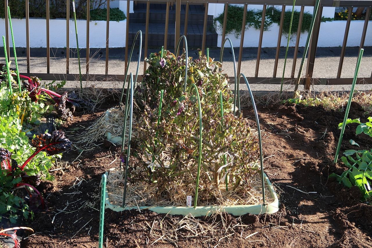金時草の霜対策 特別寄稿 モモちゃんの野菜栽培 2016 金時草の霜対策 特別寄稿 モモちゃんの野菜栽培 2016