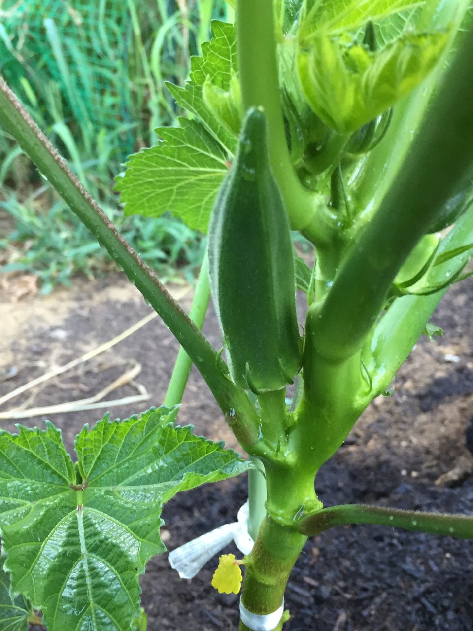 オクラの凄まじい連作障害 特別寄稿 モモちゃんの野菜栽培 ２０１６