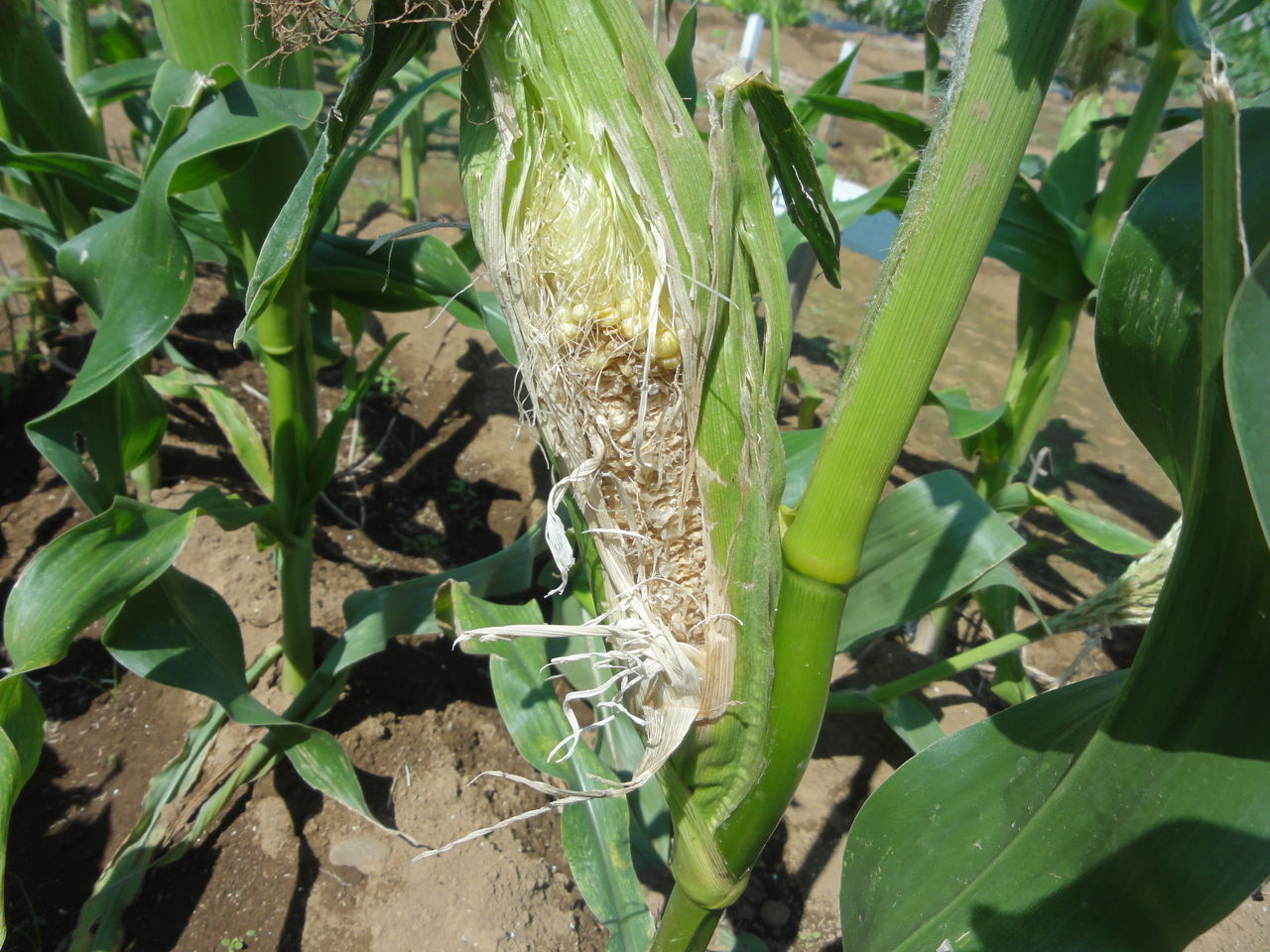 虫取り メンテナンス 収穫 モモちゃんの野菜栽培 ２０１６