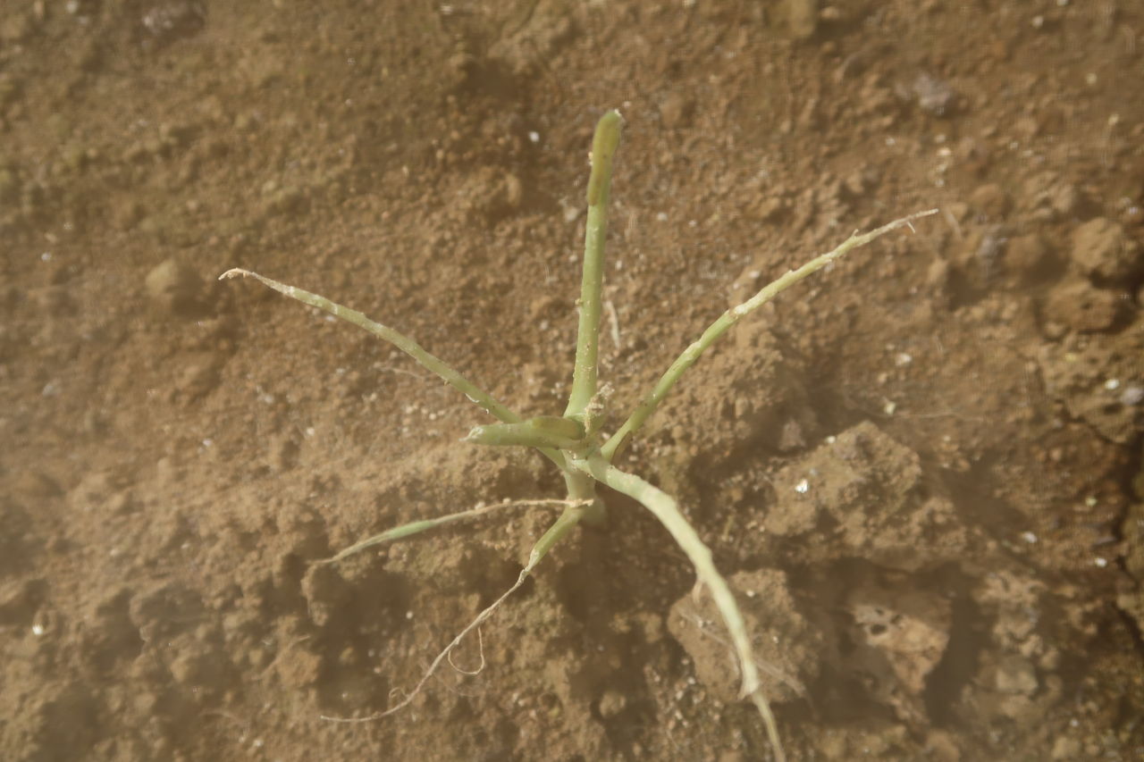 ブロッコリーの植え直し モモちゃんの野菜栽培 ２０１６