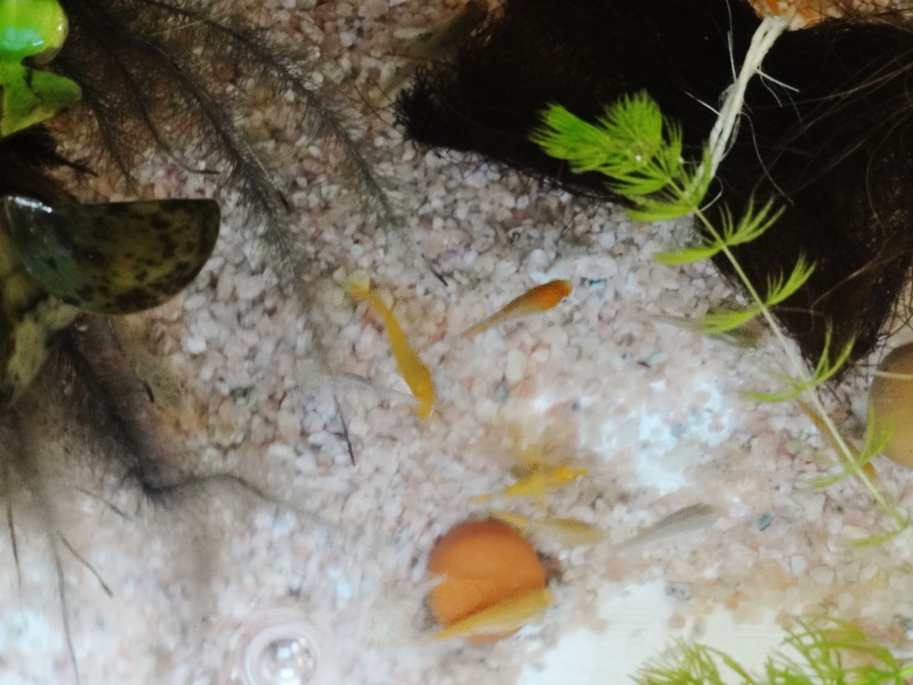 産卵用シュロを入れる キャッシー モモのメダカ飼育