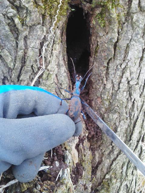 12 24 今年ラストのマイマイカブリ採集 福島県南 カシオペアのblog