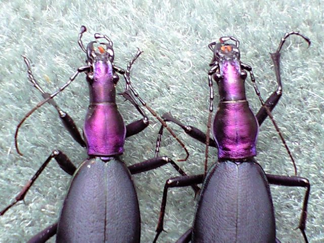 超美麗アオカブリモドキ（智異山）