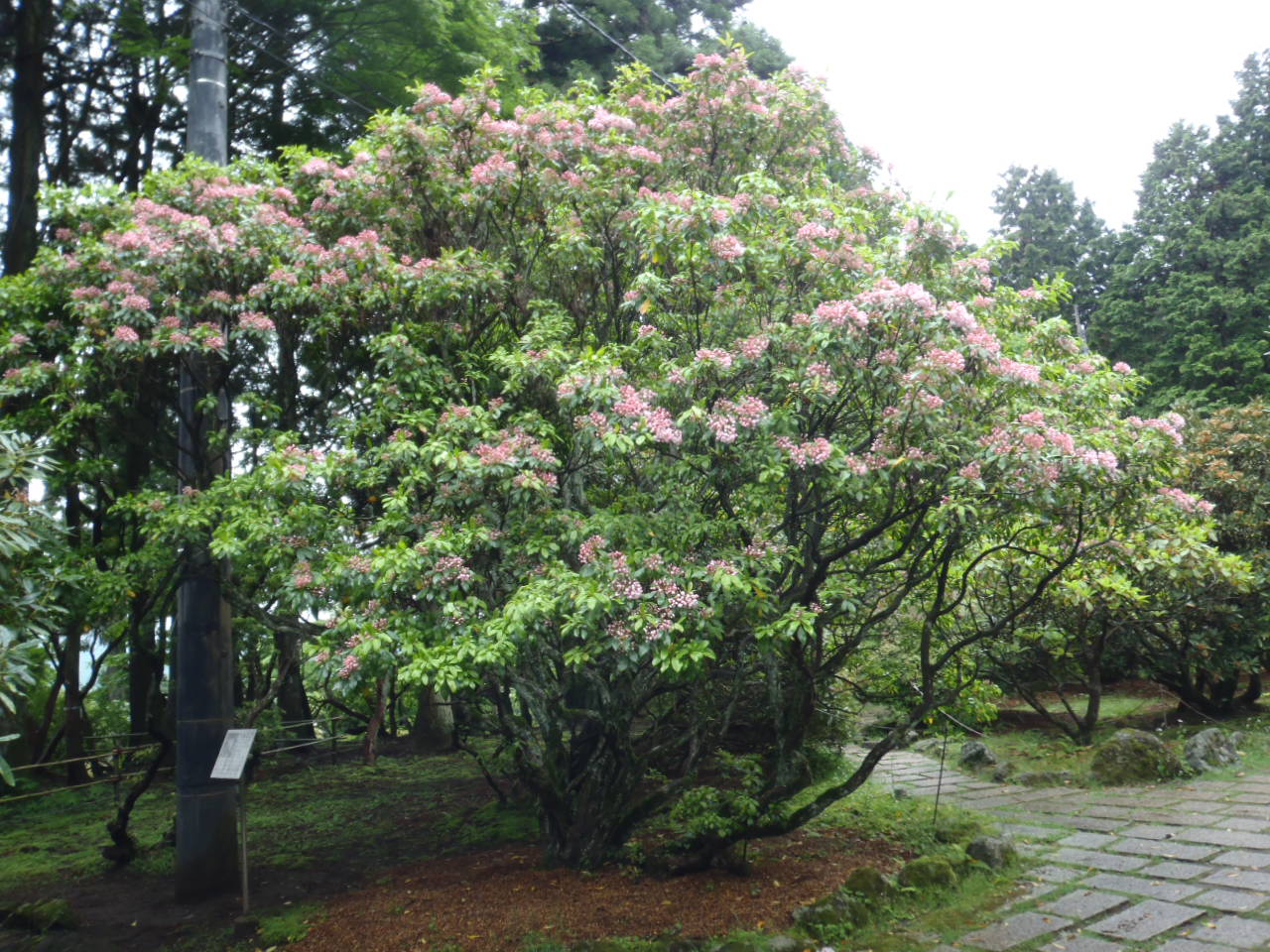 資料 植物 感想 資料ノート