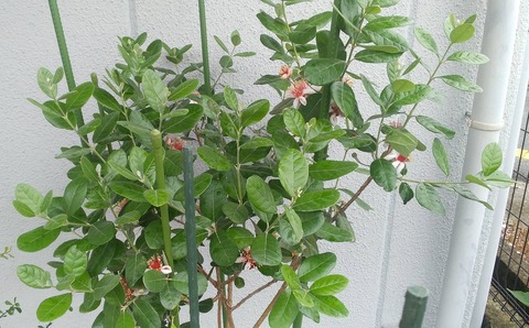 フェイジョア③