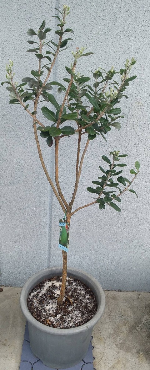 フェイジョア①