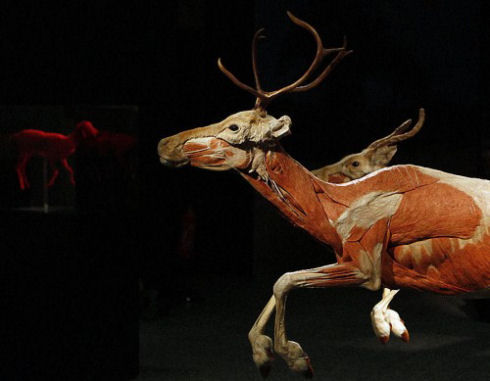 Exhibition-of-interesting-animals-in-Cologne-009