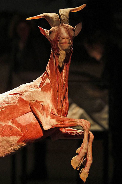 Exhibition-of-interesting-animals-in-Cologne-011