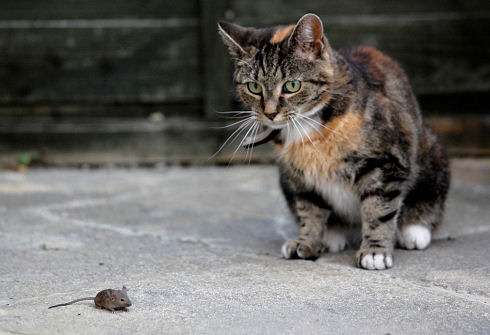 Best Animal Photos 46