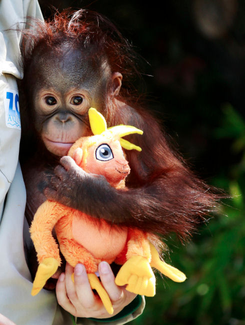 Best Animal Photos 22
