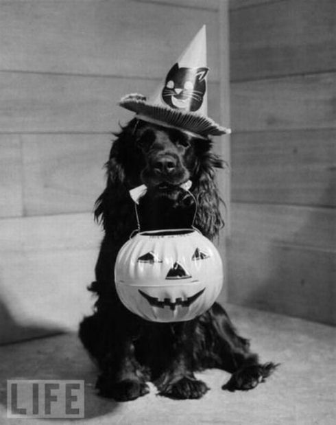 the_evolution_of_halloween_52