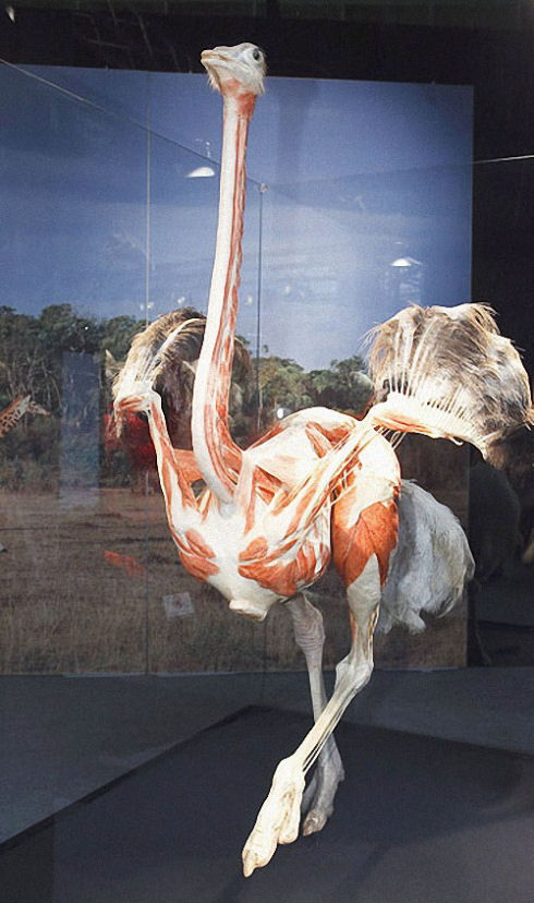 Exhibition-of-interesting-animals-in-Cologne-006