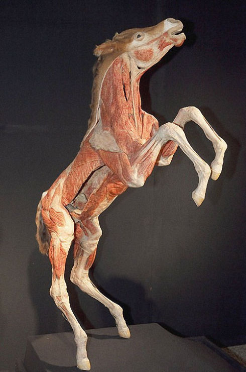 Exhibition-of-interesting-animals-in-Cologne-012