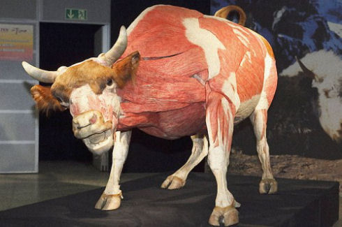 Exhibition-of-interesting-animals-in-Cologne-007