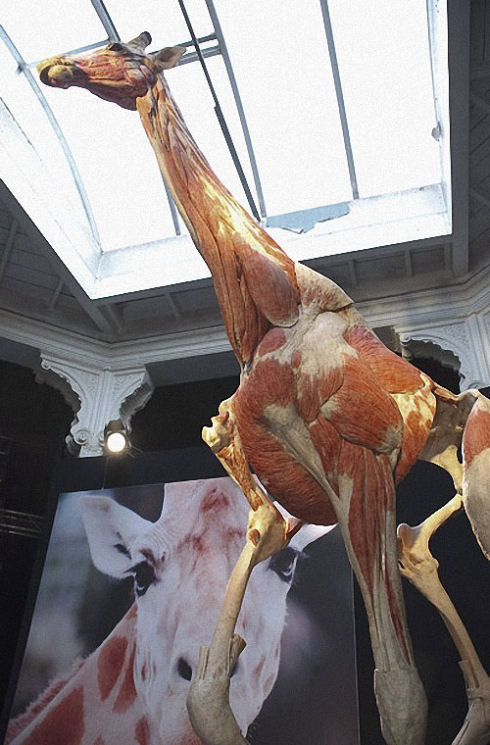 Exhibition-of-interesting-animals-in-Cologne-008