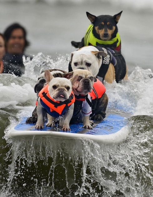 Best Animal Photos 50