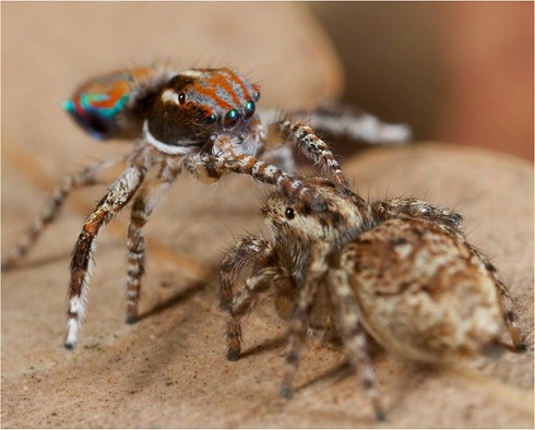Peacock spider 8