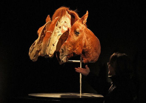 Exhibition-of-interesting-animals-in-Cologne-010
