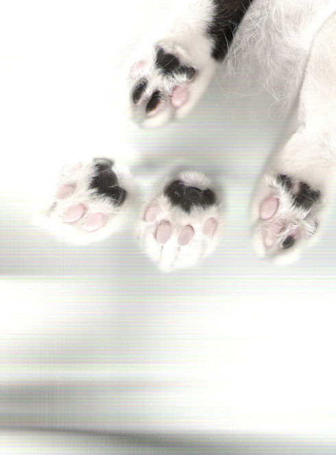 tumblr_lalwg6uCYR1qesb9wo1_500