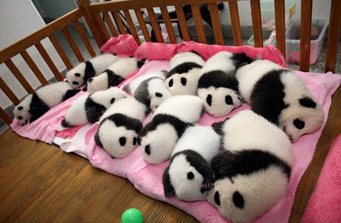 Best Animal Photos 13