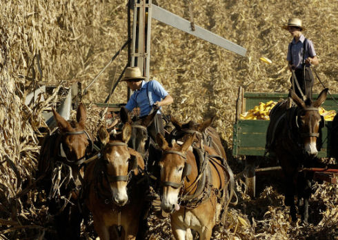 Inside Amish life29