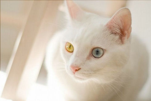 heterochromia_13