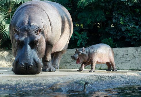 Best Animal Photos 17