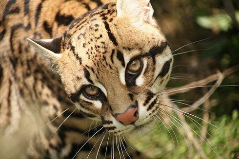 Ocelot_22