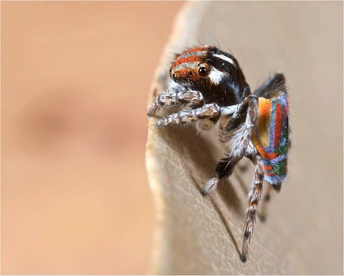 Peacock spider 11