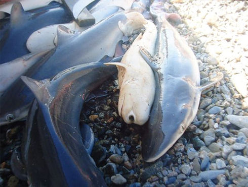 one-eyed-cyclops-shark-pup-other-sharks_41776_big