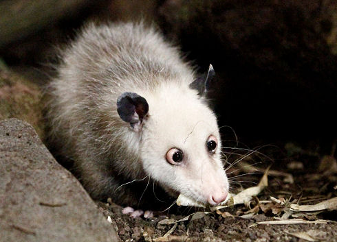 Best Animal Photos 20