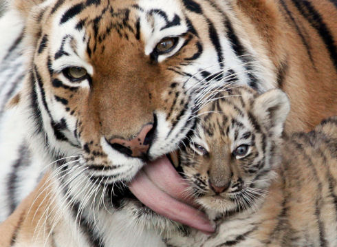 Best Animal Photos 09