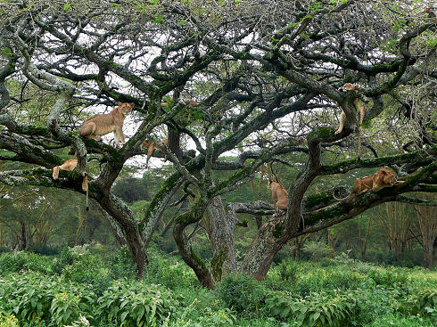 Best Animal Photos 28