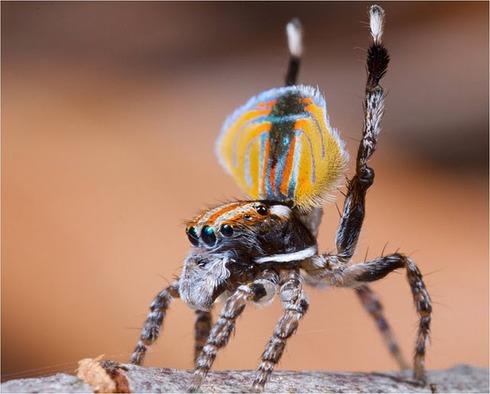 Peacock spider 18