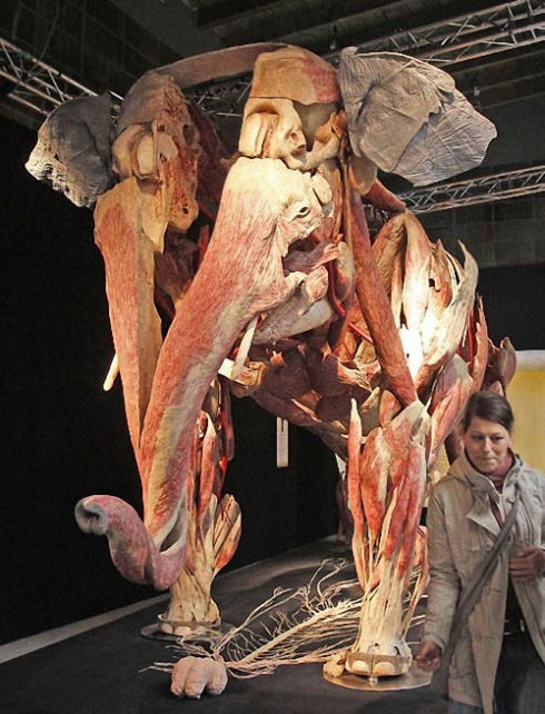 Exhibition-of-interesting-animals-in-Cologne-002