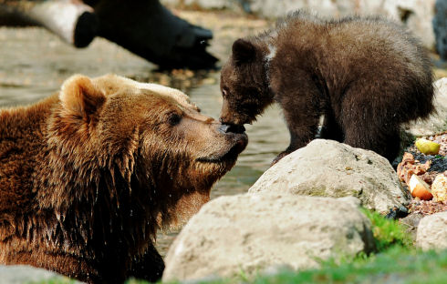 Best Animal Photos 21