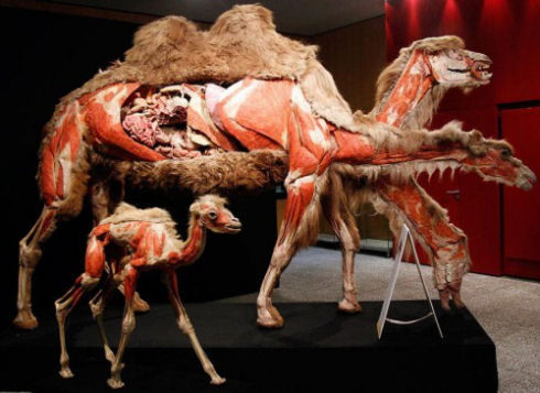 Exhibition-of-interesting-animals-in-Cologne-004