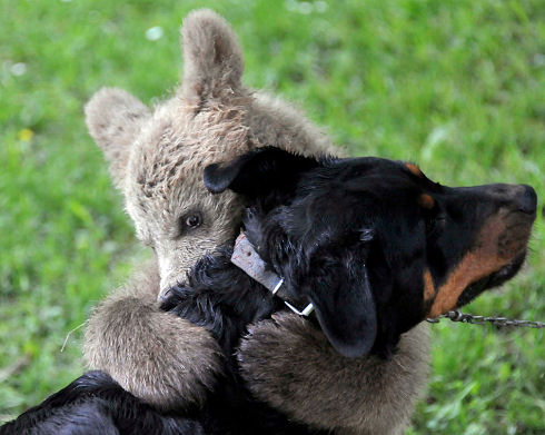 Best Animal Photos 33