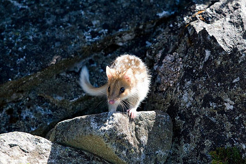 The Quoll 03