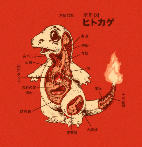 charmander_anatomy_by_rye_bread-d5880yg