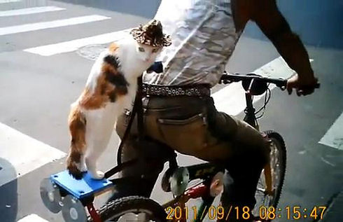 cat sits on bicycle