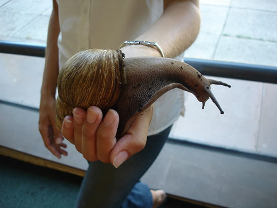 生物 びっくり 世界最大の巨大かたつむり アフリカマイマイ の凄すぎる生態 付録部 Blog Bu 生物 びっくり 世界最大の巨大かたつむり アフリカマイマイ の凄すぎる生態 付録部 Blog Bu