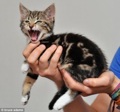 cat-with-word-cat-002