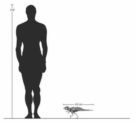 Pegomastax africanus 04