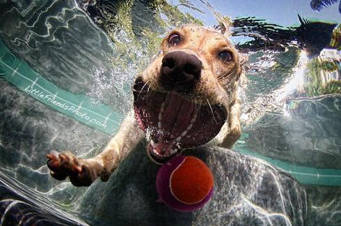 underwater_dogs_08