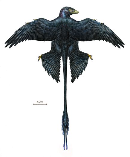 fossil-dinosaur-iridescent-feathers-full-body