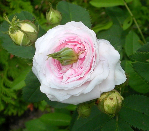 Plants That Are Totally Confused 11