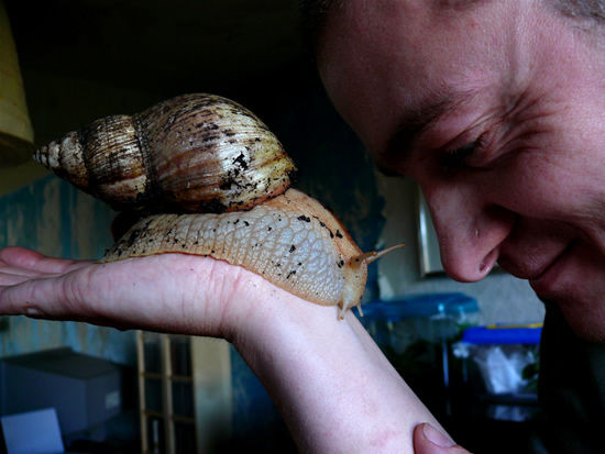 生物 びっくり 世界最大の巨大かたつむり アフリカマイマイ の凄すぎる生態 付録部 Blog Bu 生物 びっくり 世界最大の巨大かたつむり アフリカマイマイ の凄すぎる生態 付録部 Blog Bu