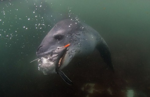 swimming_into_jaws_of_death_06