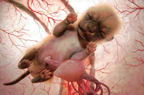 baby-puppy-4